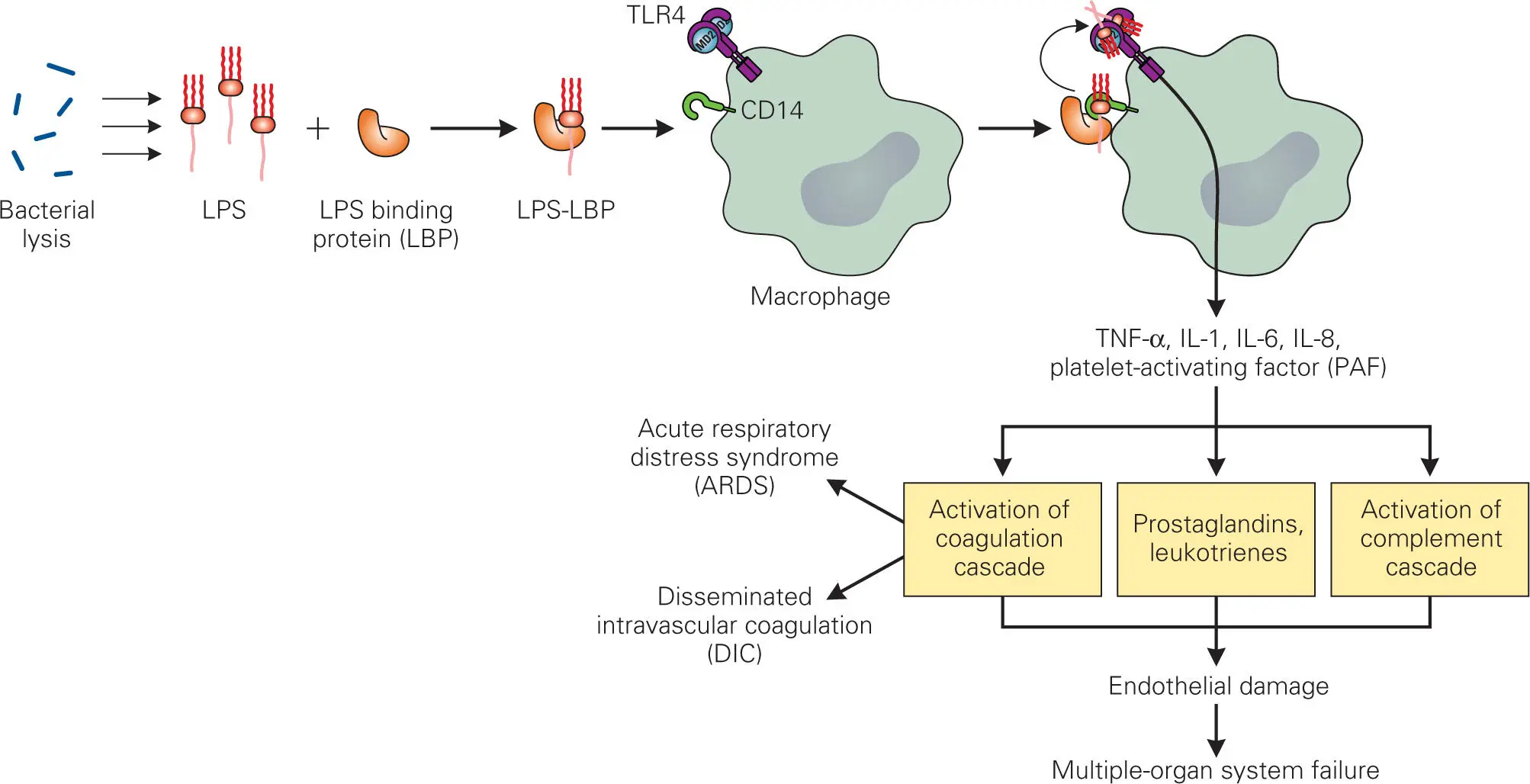 Figure 317 Triggering of proinflammatory cytokine release by Gramnegative - фото 44