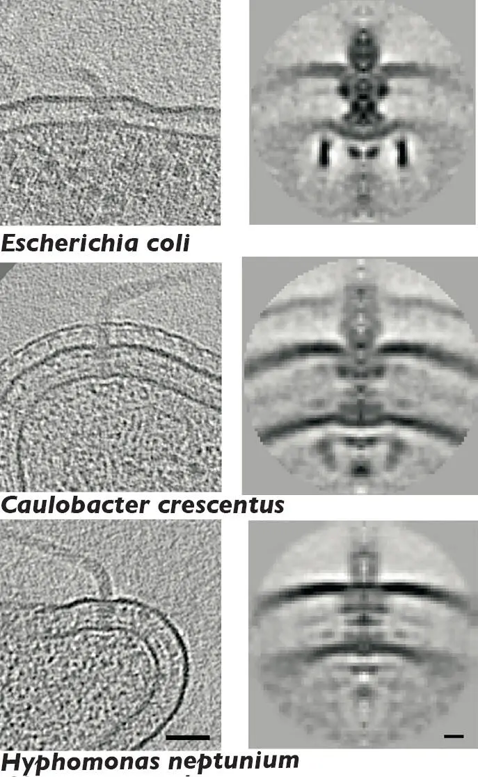 Flagellar motor structures obtained by electron cryotomography and subtomogram - фото 30