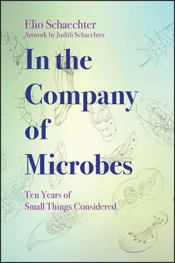 Moselio Schaechter In the Company of Microbes обложка книги