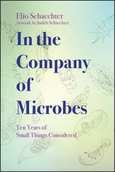 Moselio Schaechter - In the Company of Microbes