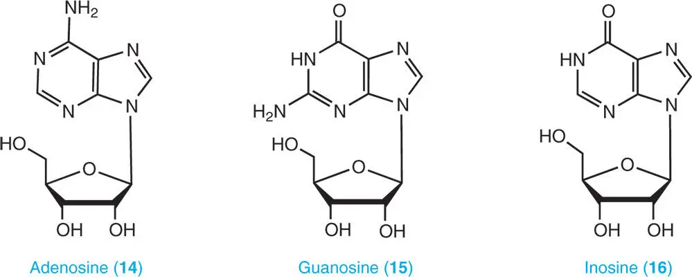 1313 Purine Nucleotides A nucleotide is composed of a purine base a sugar - фото 4