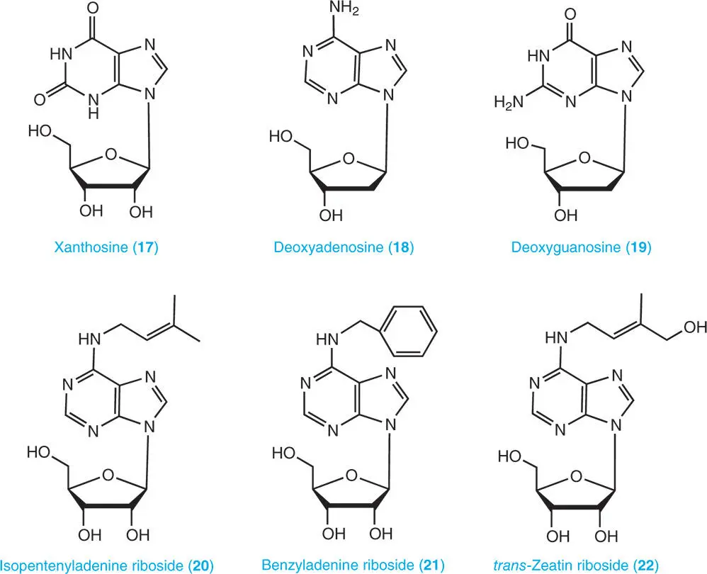 1313 Purine Nucleotides A nucleotide is composed of a purine base a sugar - фото 5
