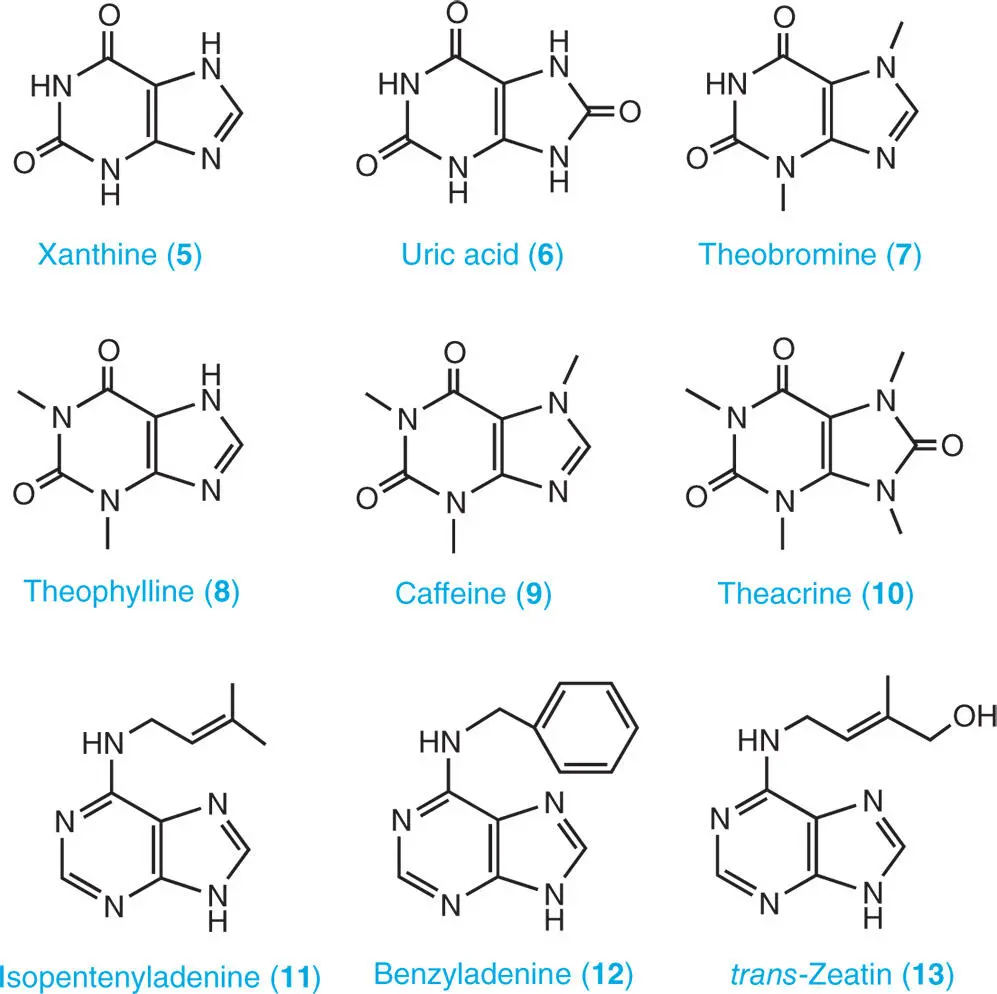 1312 Purine Nucleosides A nucleoside consists of a nucleobase and a - фото 3