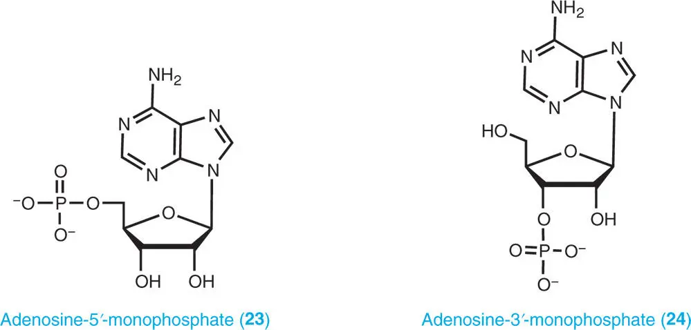 The cyclic monophosphates cyclic adenosine35monophosphate cAMP 27 - фото 6