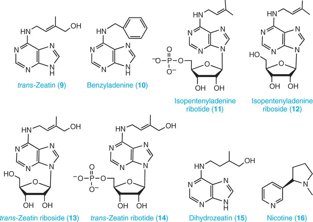 211 Concentration of Purine and Pyrimidine Nucleotides Plants contain - фото 12