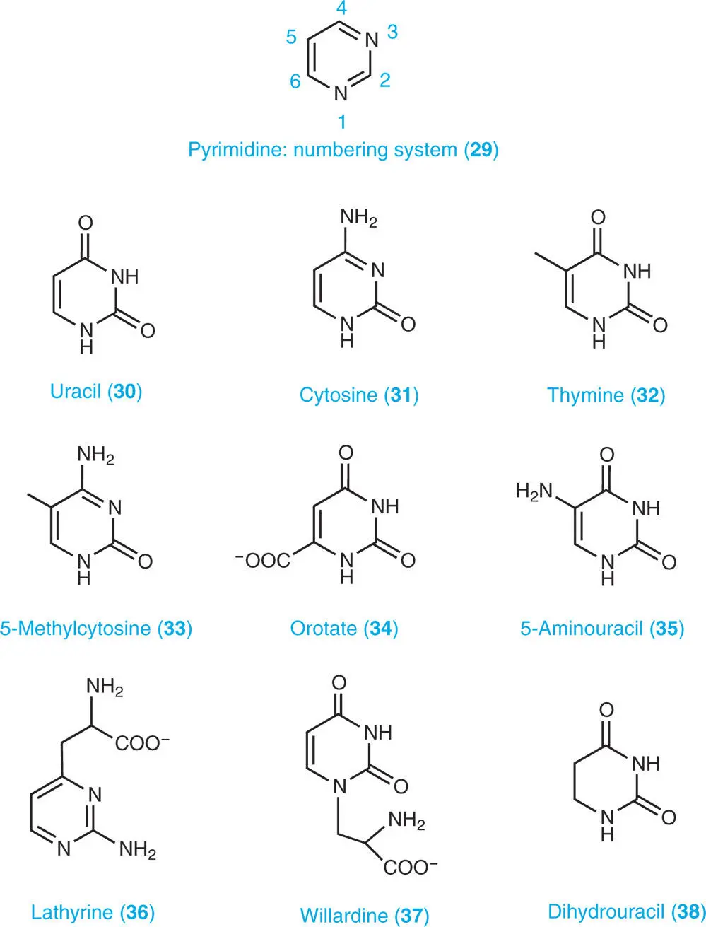 1321 Pyrimidine Bases Uracil 30 cytosine 31 and thymine 32 are - фото 8