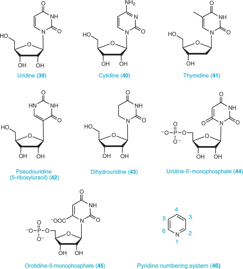 1323 Pyrimidine Nucleotides A pyrimidine nucleotide is composed of a - фото 9