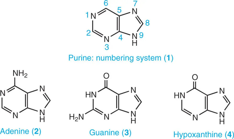 1312 Purine Nucleosides A nucleoside consists of a nucleobase and a - фото 2