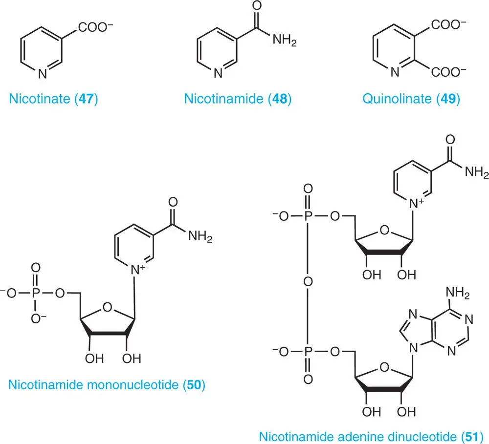 14 Summary Nomenclature and abbreviations of nucleotiderelated compounds and - фото 10
