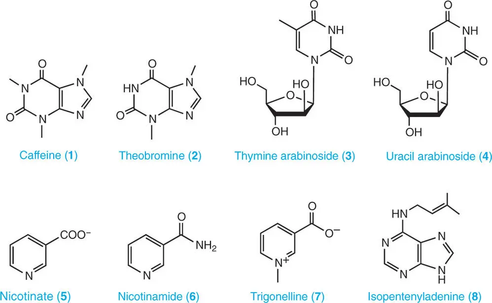 211 Concentration of Purine and Pyrimidine Nucleotides Plants contain - фото 11
