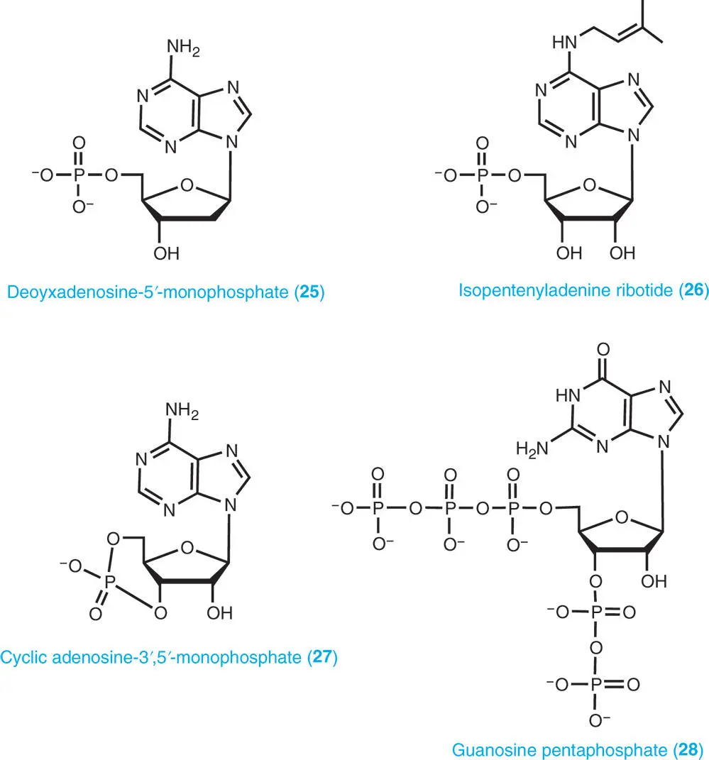 The cyclic monophosphates cyclic adenosine35monophosphate cAMP 27 - фото 7
