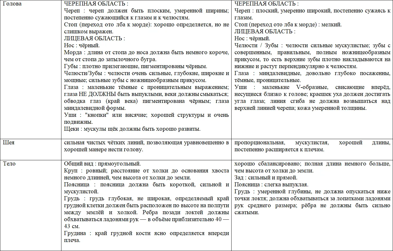 Джек Рассел терьер - фото 6