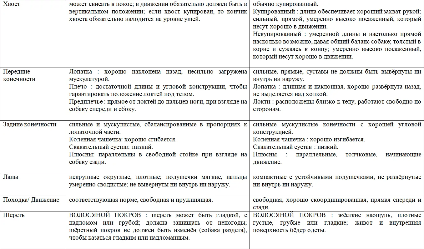 Каков он Джек Рассел терьер Рассел большая собака в маленьком теле Если - фото 7
