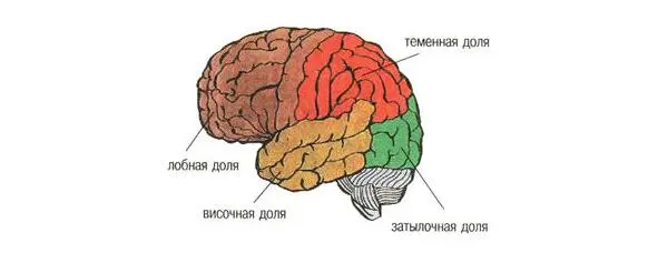 Следует отметить разделение на правое и левое полушария мозга Наряду с - фото 1