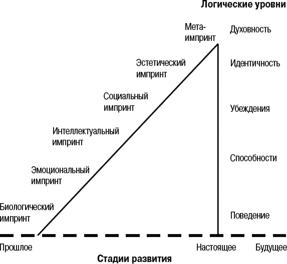 Рис 179 Импринты и стадии развития интеллекта Если способности означают - фото 101
