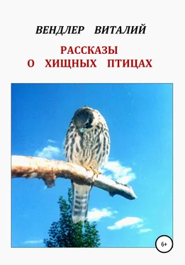 Виталий Вендлер Рассказы о хищных птицах обложка книги