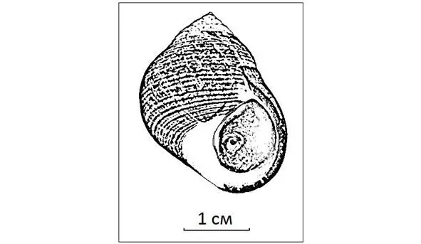 Рис 6 Раковина моллюска Littorina littorea рисунок автора Рис 7 Общая - фото 6