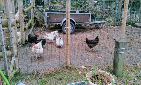 Poulet а bicyclette деревенская курица Согласно объяснениям деревенская - фото 5