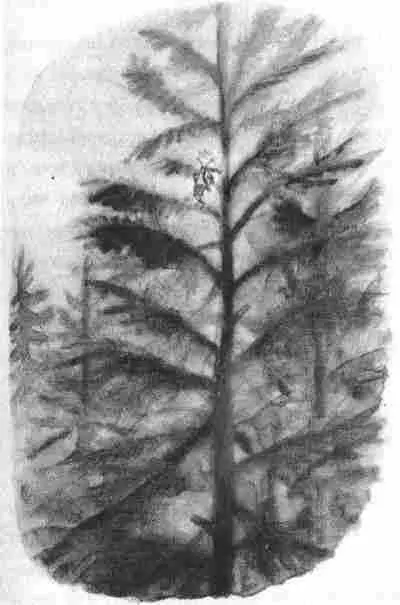 Ну вот опять я отвлекся и разболтался о полетах и деревьях При чем здесь - фото 4