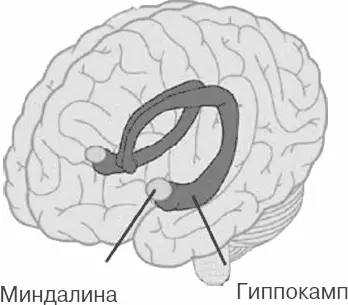Рис 5 Миндалина соприкасается с передней долей гиппокампа и моделирует - фото 5
