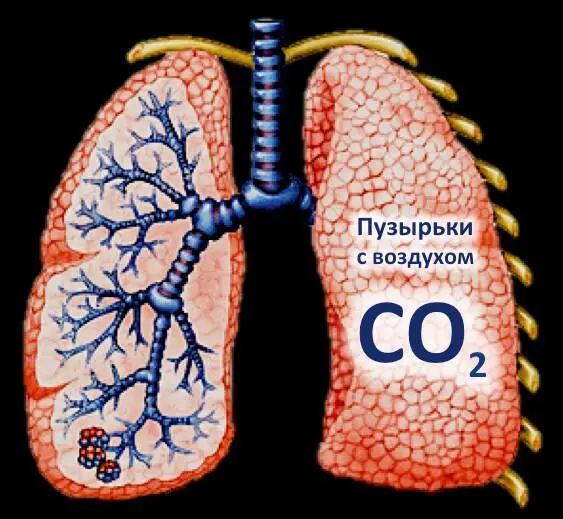 Лёгкие представляют из себя сеть маленьких воздушных контейнеров альвеол - фото 4