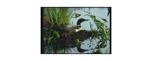 On the big pond reeds was one nest There were three duck eggs Mama duck - фото 3