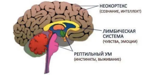 Триединый мозг автор Пол Маклин Нейрология сегодня доказала что мозг - фото 2
