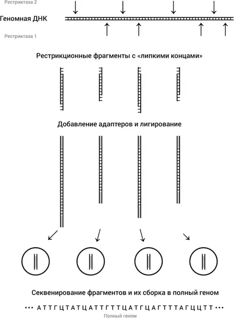 Рис 19Секвенирование генома Вся геномная ДНК подвергается разрезанию на - фото 25