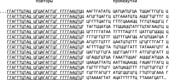Рис 24Повторы обнаруженные Атсуо Накатой с сотрудниками в геноме кишечной - фото 30