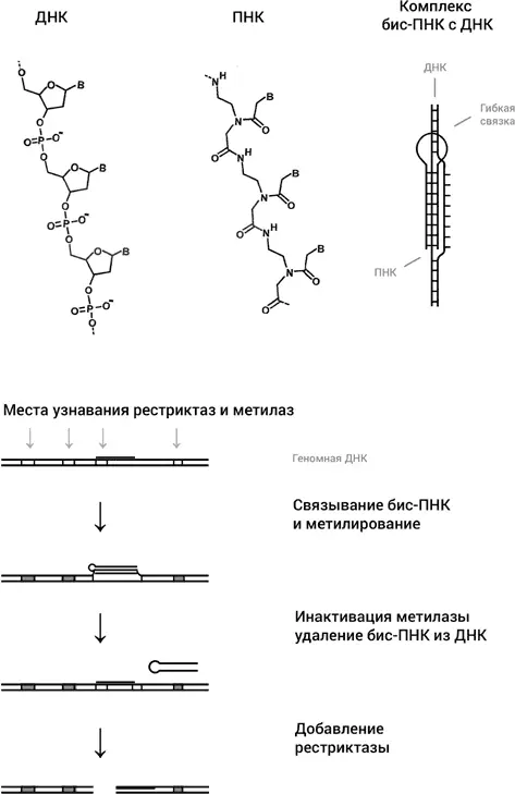 Рис 45ПНК имеет те же основания что и ДНК обозначены как В но они - фото 79