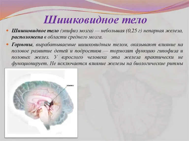 Эпифиз отвечает за связь между земным миром и другими реальностями - фото 24