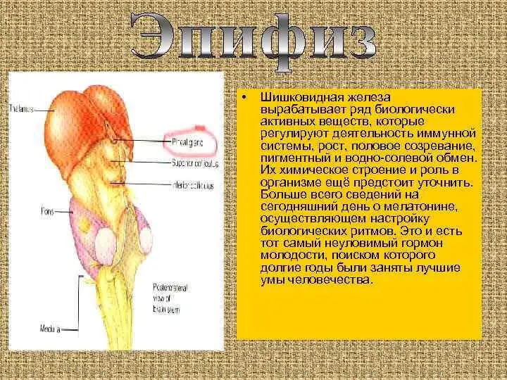 Древние индусы придавали ей мистическое значение называя её третьим глазом - фото 28