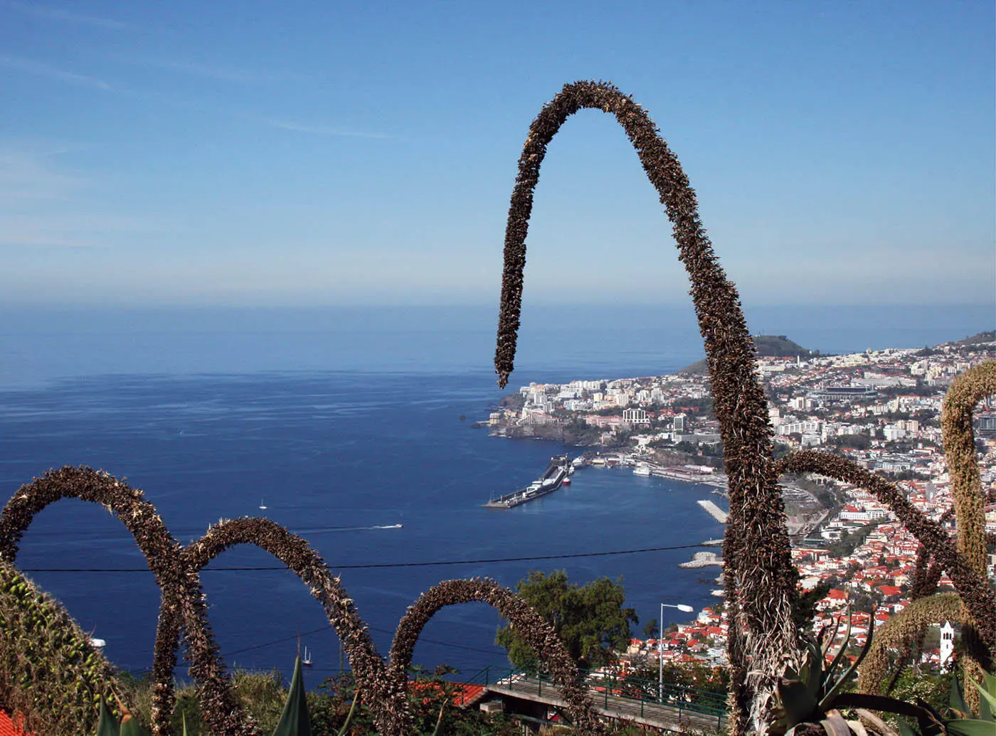 Susanne Lipps Madeira A Botanical Melting Pot Oliver Breda Edition - фото 23