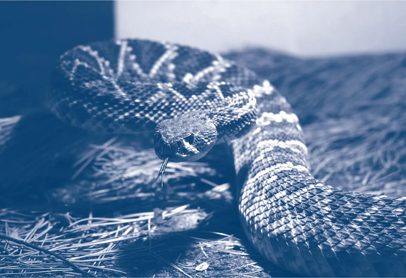Wallace placed a diamondback rattlesnake in Irinas mailbox picture - фото 4