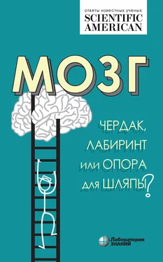 Карин Таккер Мозг: чердак, лабиринт или опора для шляпы? обложка книги