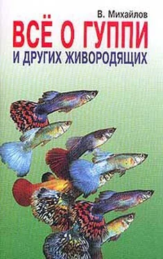 Валентин Михайлов Все о гуппи и других живородящих обложка книги