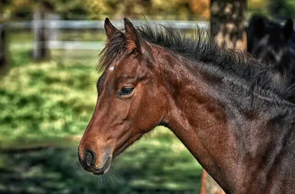 Жилабыла красивая гнедая Лошадь Жила она на опушке леса Окна её дома - фото 2