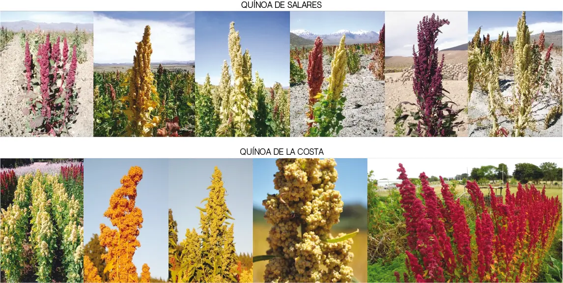 Figura 13 Cultivo de quínoa en la comuna de Colchane región de Tarapacá En - фото 3