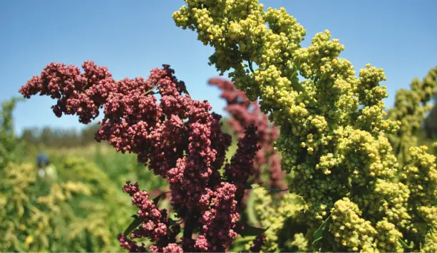 El cultivo de la quínoa en la región del Maule ha surgido recientemente como - фото 5