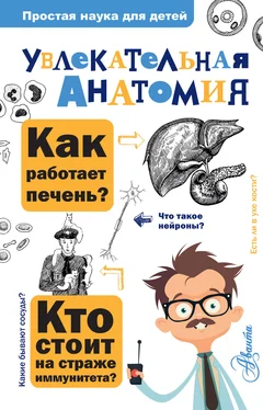 Алексей Пахневич Увлекательная анатомия обложка книги