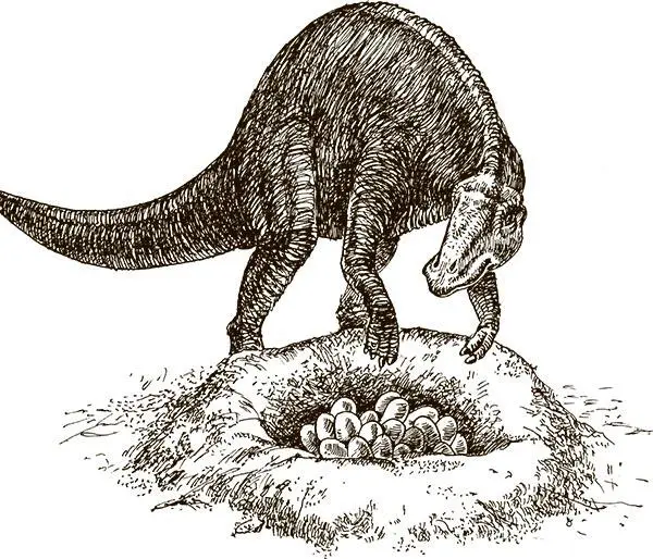 Анатомия на службе палеонтологии Кости динозавров Иногда чтобы понять - фото 2