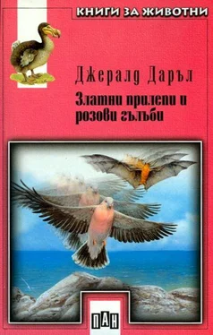 Джералд Даръл Златни прилепи и розови гълъби обложка книги
