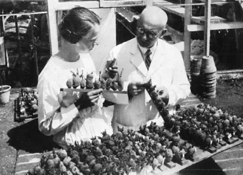 Figure 35 Performing the sprout test at the Biologische Reichsanstalt für - фото 22