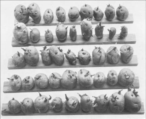 Figure 36 Sprouts from various potato varieties 1931 K Snell - фото 23