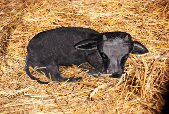 Наш любимый чёрный бык На соломе спать привык И не нравится быку Спать в - фото 13