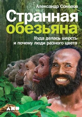 Александр Соколов Странная обезьяна обложка книги