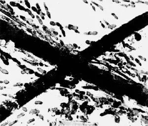 Воспоминания о минувшей весне Ощущение новой Или просто радость гармонии и - фото 15