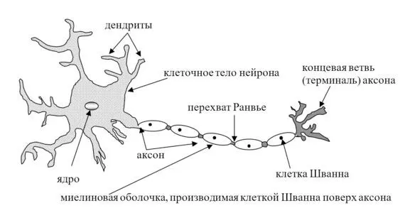 Рис 1 Типичная структура нейрона Нейрон состоит из тела клетки серого цвета - фото 1