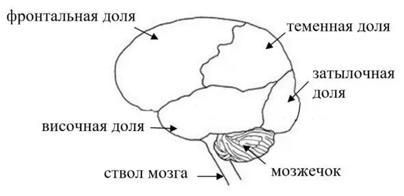 Рис 5 Доли головного мозга человека На рисунке изображено левое полушарие и - фото 5