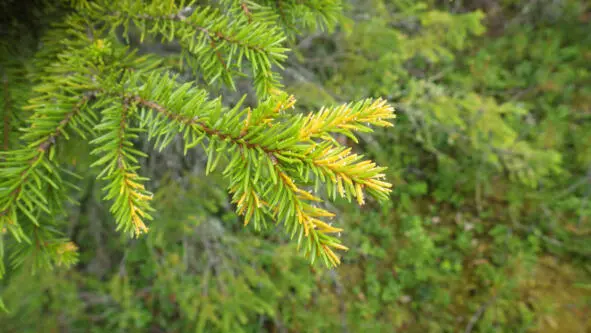Ржавчина хвои ели Chrysomyxa ledi DB - фото 52
